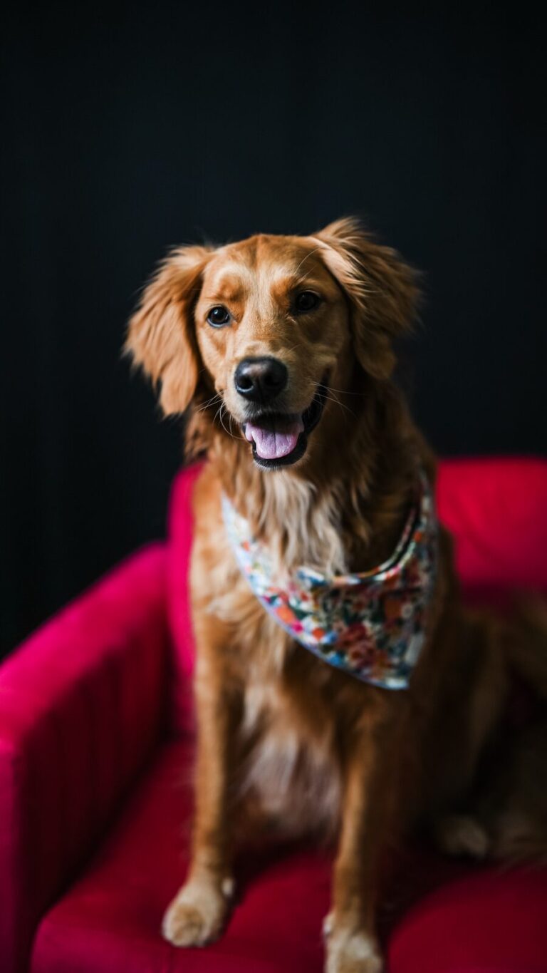 Heidi Pearl, a golden dog in a floral bandana, sitting on a pink velvet chair against a dark background.